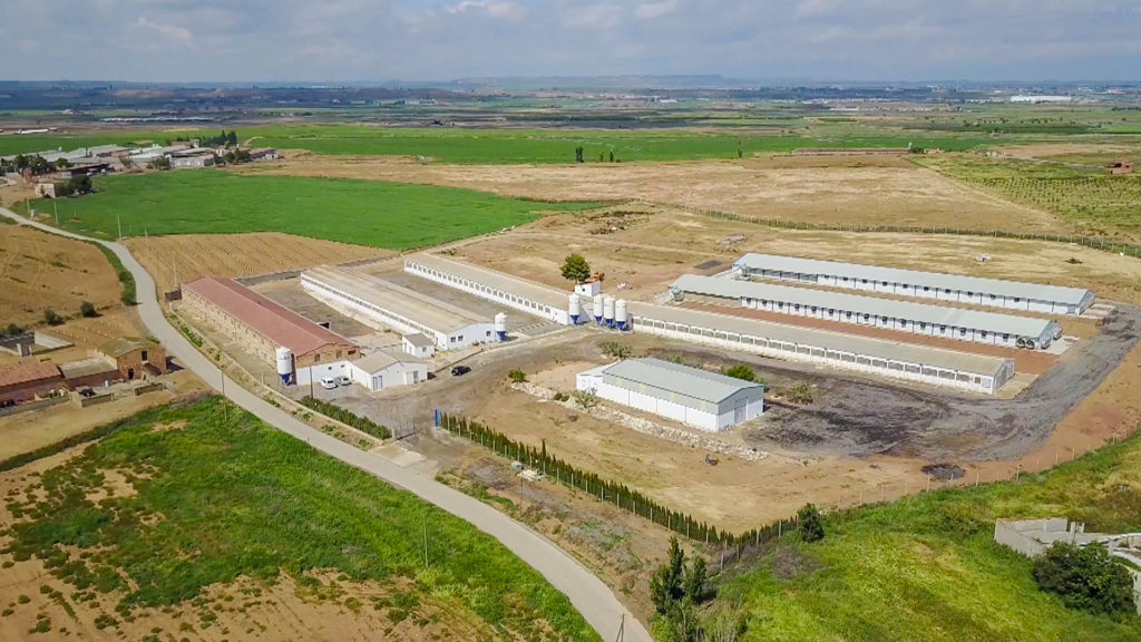 Cannibal Farm: The Horrifying Livestock Sheds Where Pigs Eat Each Other