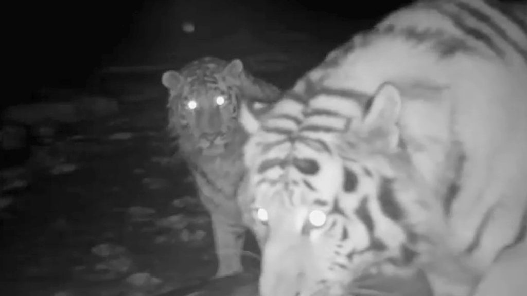 VIDEO: Close-Up Footage Shows Endangered Siberian Tigress And Cub Discovering Hidden Camera Trap