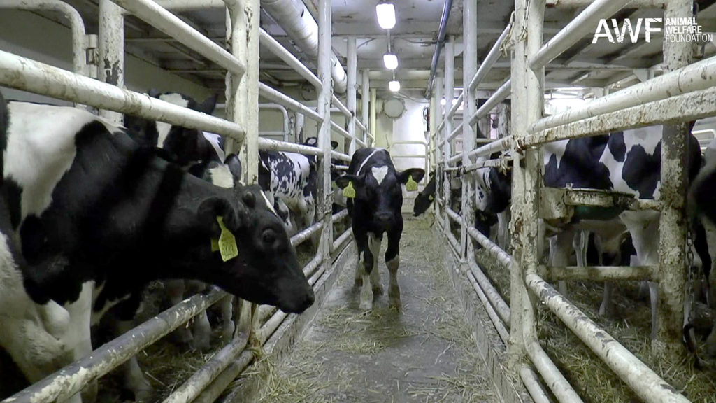 VIDEO: COW-VID: Thousands Of Steers Stranded On Boats With Deadly Virus
