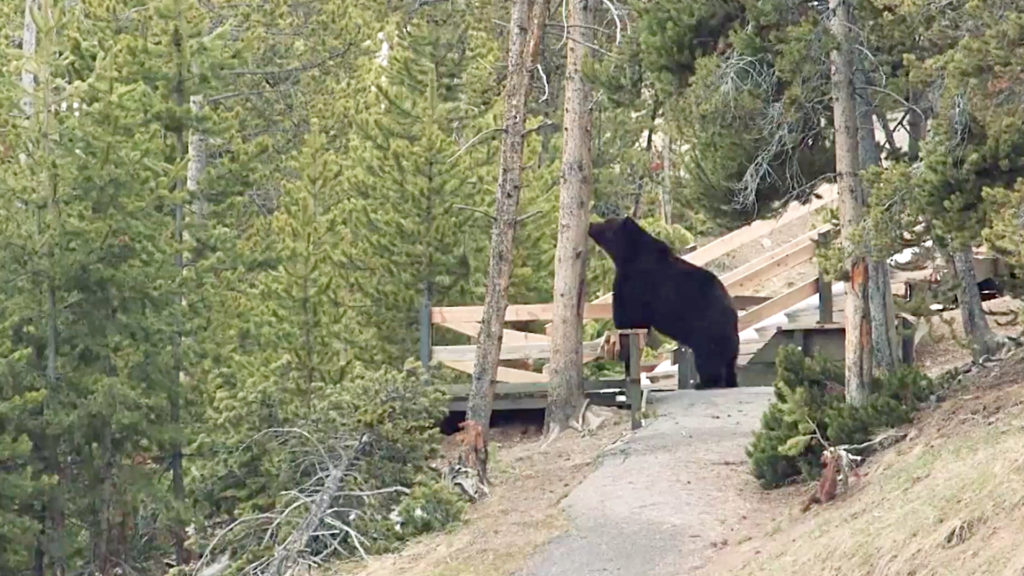 VIDEO: Well You’d Be Grizzly If You Woke Up After Five Months And There Was Nothing To Eat
