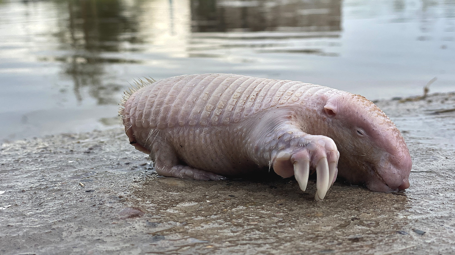 VIDEO: Dead Scary: Tiny Armadillo Whose Eerie Cry Signals A Death