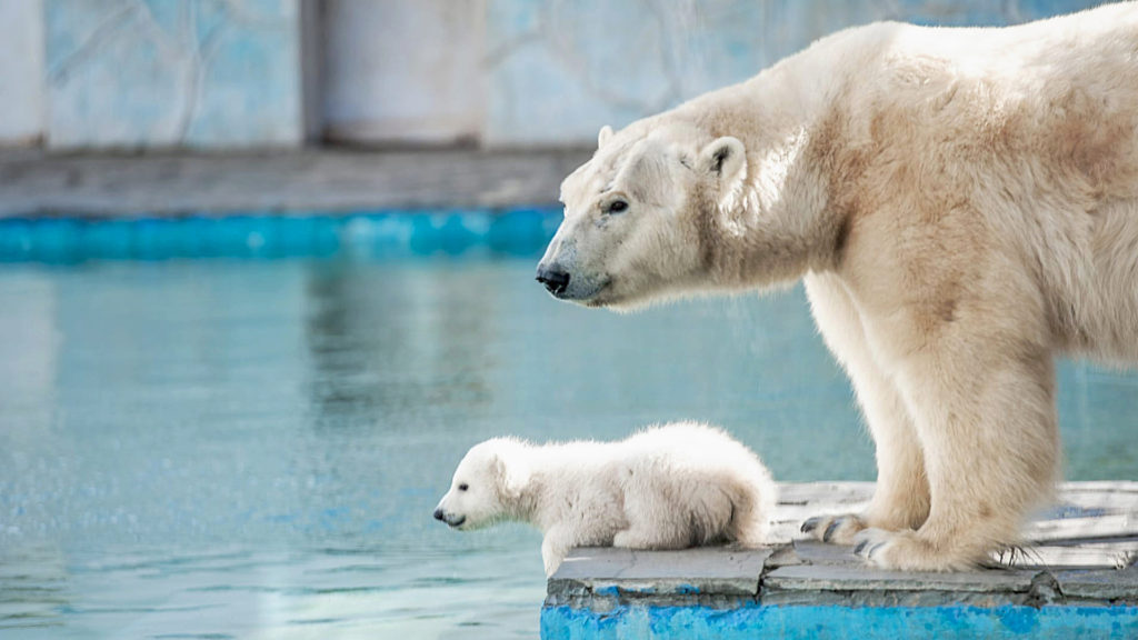 VIDEO: I Know I’m Polar But I Can’t Bear This Freezing Water