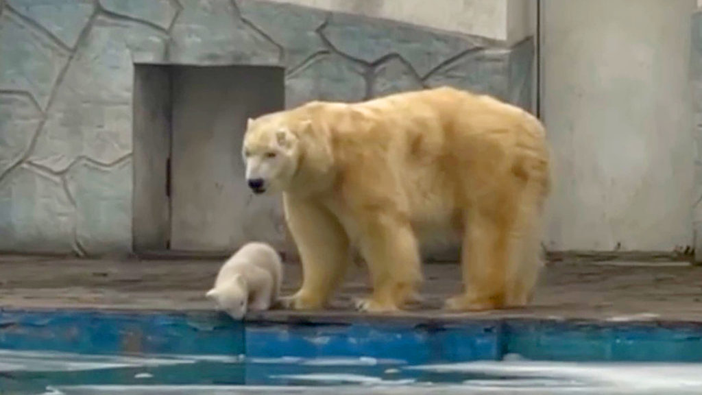 VIDEO: Polar Bear Takes Cute Cub On 1st Outdoor Walk And Stops It Falling In Pool