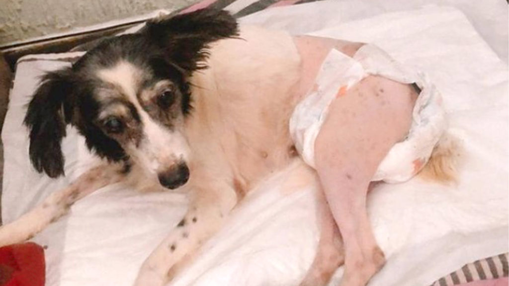 VIDEO: Dog Learns To Walk Again After Cruel Driver Runs It Over In Street