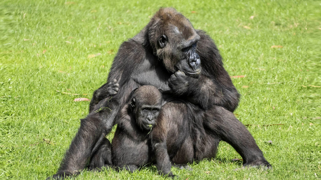 VIDEO: Mother’s Play: Baby Gorilla Romps With His Mom On Special Day