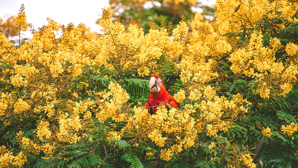 VIDEO: First Rare Macaws Born In The Wild In 150 Years Learn To Fly