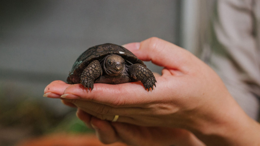 Shellebration: Four Rare Baby Giant Tortoises Hatched In Captivity
