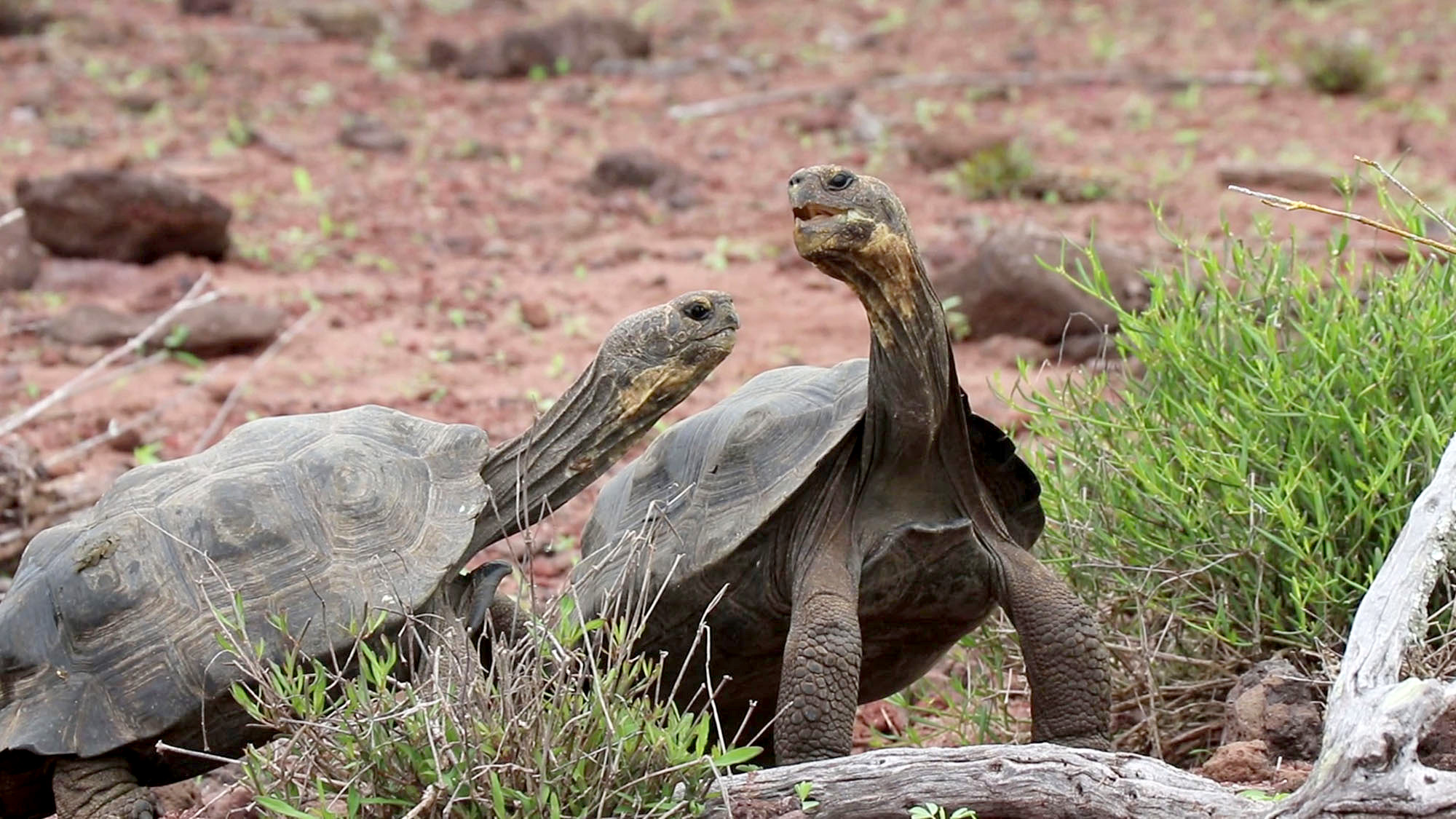 VIDEO Coming Out Of Their Shells Extinct Wild Giant Tortoises Return