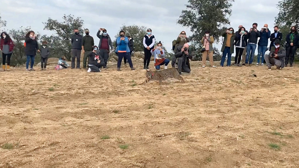 VIDEO: Endangered Iberian Lynxes Released Into Their Natural Habitat