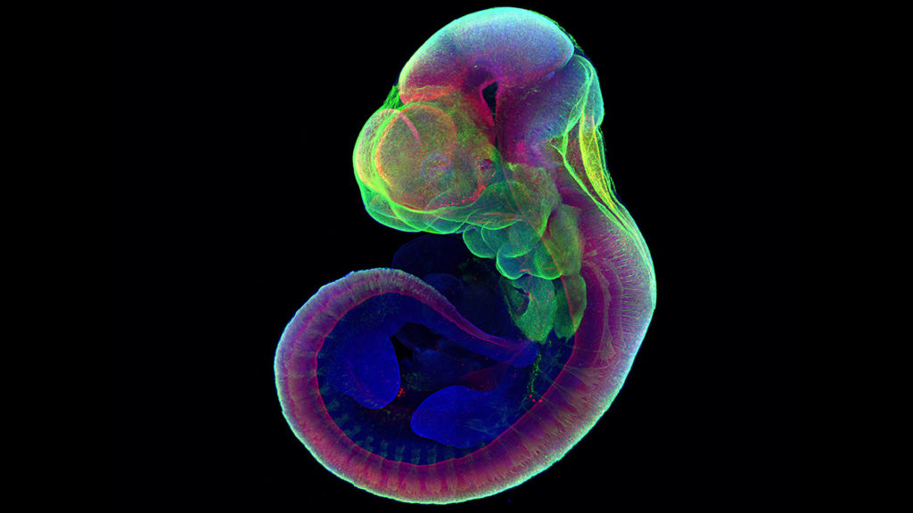 VIDEO: Israeli Scientists Grow Mice Fetuses Using Artificial Womb