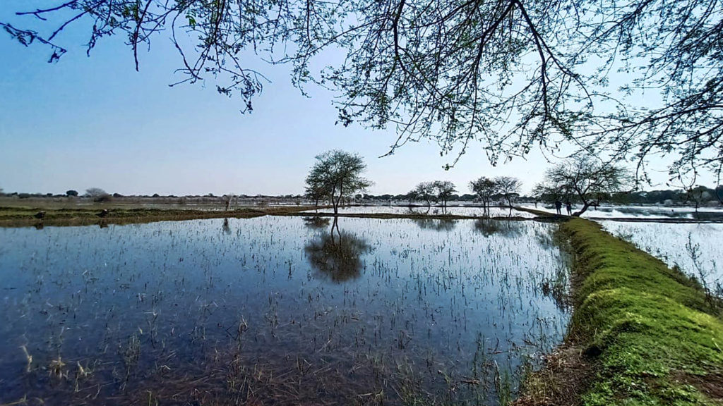 Central Indian Wetlands, A Home To Birds, Eyes Ramsar Tag