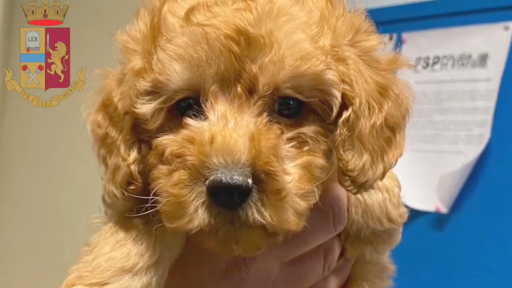 VIDEO: Pup Pirates Seized With Nine Trafficked Puppies In The Car Trunk