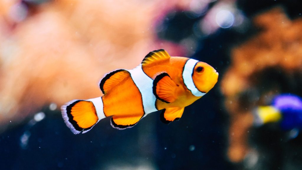 Fish Make Ideal Pets, Helpful In Relieving Their Owners’ Stress