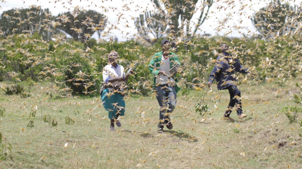 Locust Swarms Destroy Crops, Threaten Livelihoods In Kenya