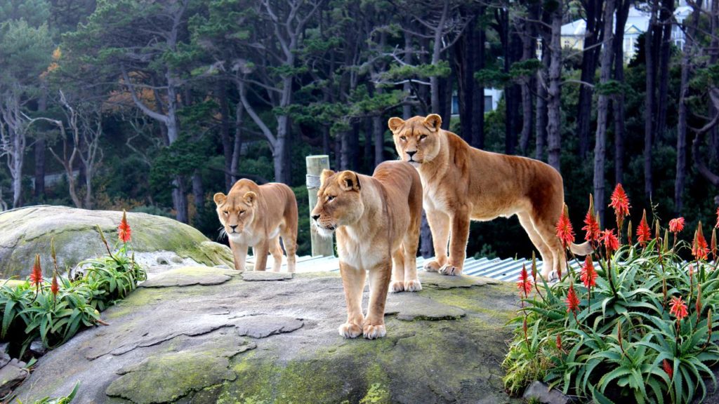 Roar Deal: Zoo Puts Down Its Last Lion To Stop Her Feeling Lonely