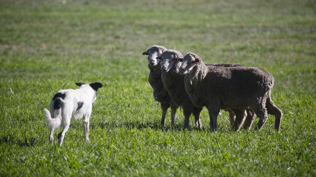 Ewe Mean I’m Sacked? Drones Are Better For Herding Sheep Than Dogs