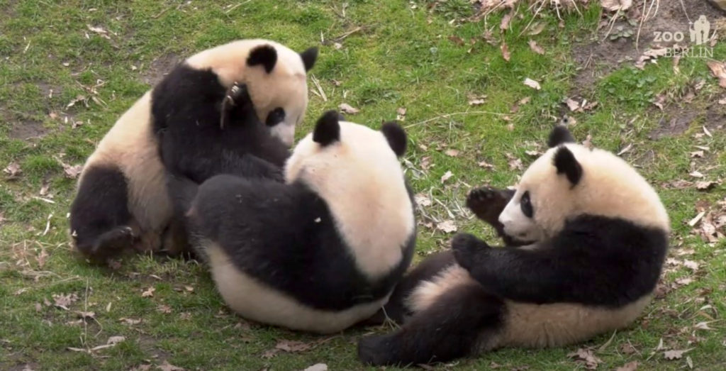 VIDEO: Panda-monium: Playful Twin Cubs Have Captured Berlin’s Heart
