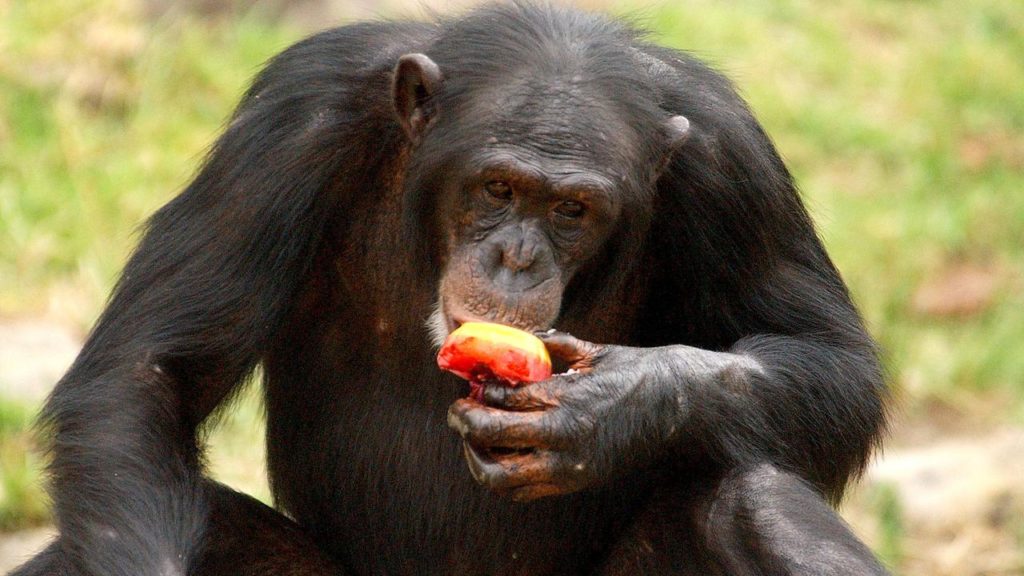 Farewell Chimp: Sydney Zoo’s Beloved ‘Mogli’ Dies