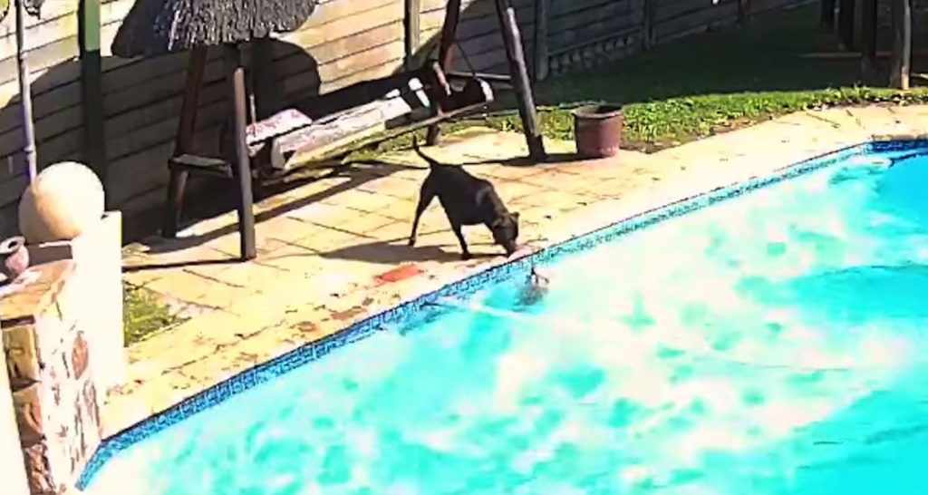 VIDEO Worth Watching: Dog Rescues Dog