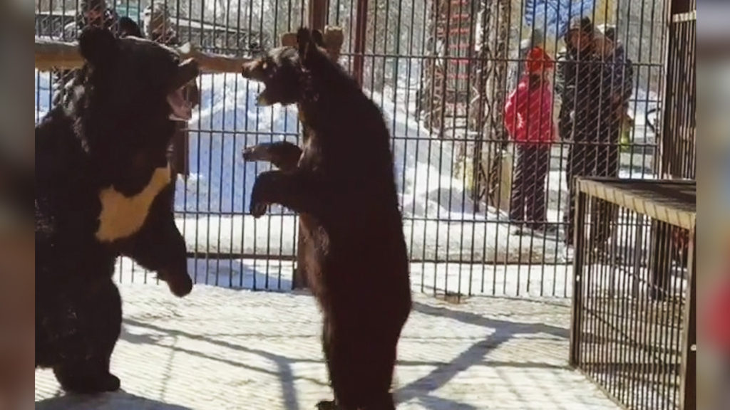 VIDEO: Outrage Over Vulnerable Himalayan Black Bear Family Kept In Cramped And Barren Cage