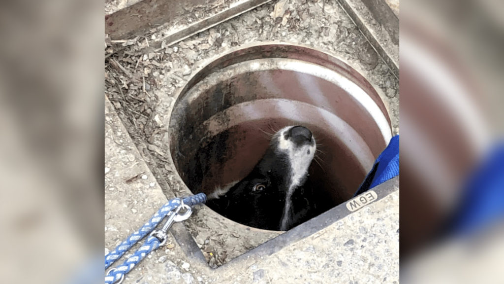 The Grate Escape: Dog Who Chased Rat Down A Drainhole Saved By Firefighters