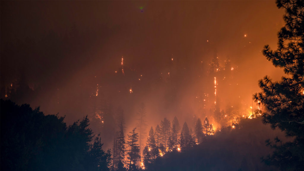 Indian State Faces Over 300 Cases Of Forest Fires In April