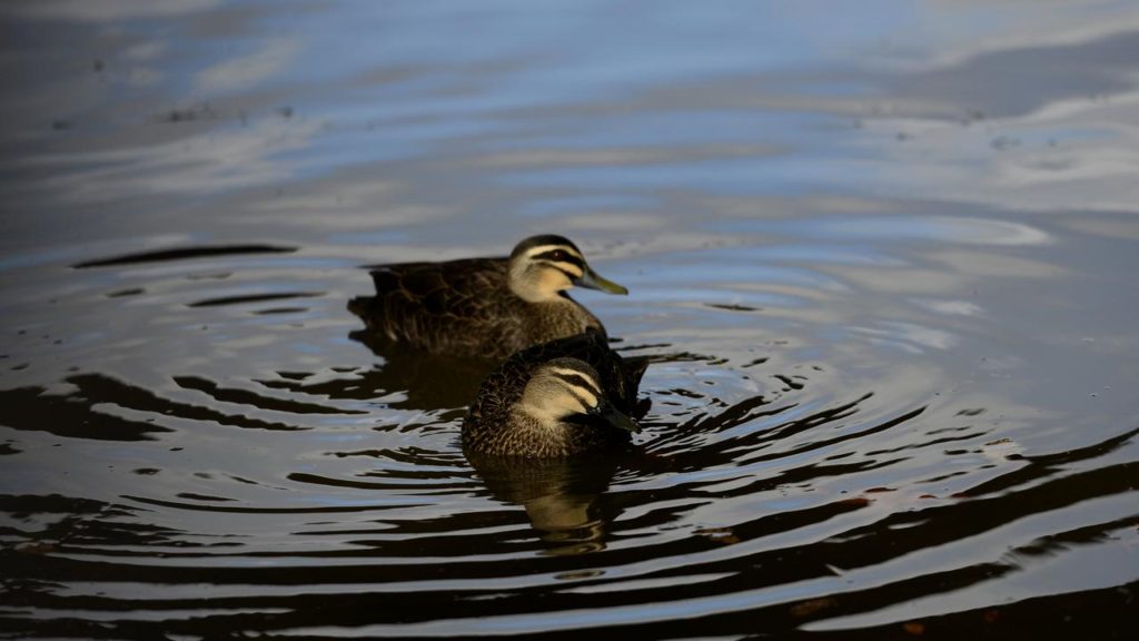 Duck Season Rules Eased Over New Data in Australian State