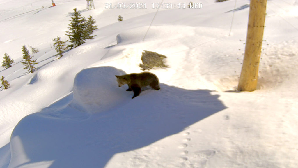 VIDEO: Amelia, The Bear, Pops Out Of Hole In Snow After Months Of Hibernation