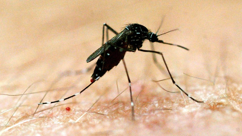 Mosquito Warning Over Rare Diseases In Australia’s Northern Territory