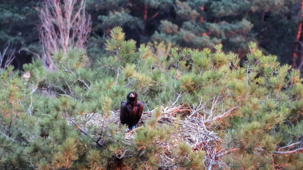 Endangered Vulture In Spain Killed By Toxic Medicine Banned In Other Countries