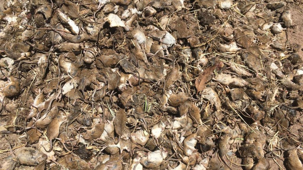 Farmers Can’t Afford To End Mice Plague In The Australian State Of New South Wales