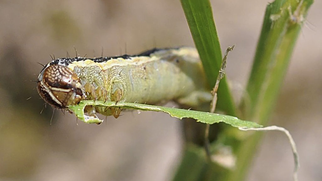 British Firm Develops ‘Friendly’ Fall Armyworm To Save Crops