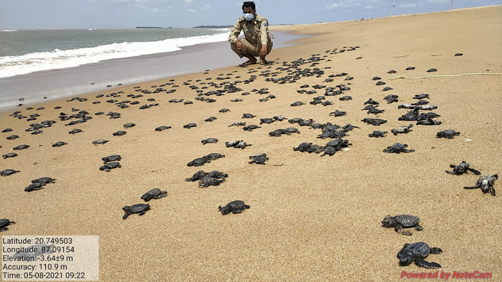 VIDEO: Over 14 Million Olive Ridley Turtle Babies Scramble Towards The Sea