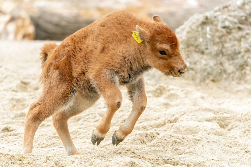 VIDEO: Newborn Calf ‘Calamity Jane’ Is A Knockout Hit With Zoo Fans