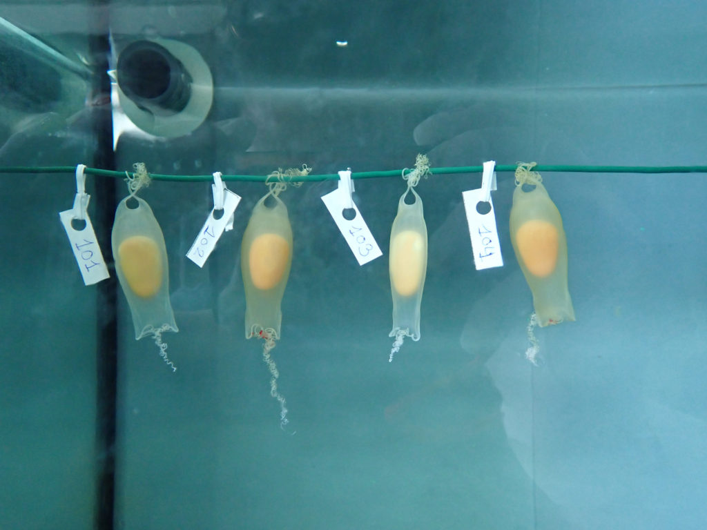VIDEO: Little Nippers: Baby Sharks Born After Live Eggs Were Spotted In A Fish Market