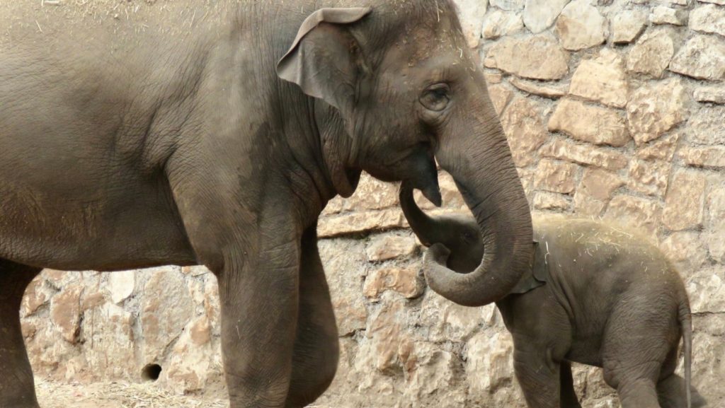 Tusk Force: Zoo Elephants Protect Their Young When They Hear An Air-Raid Siren