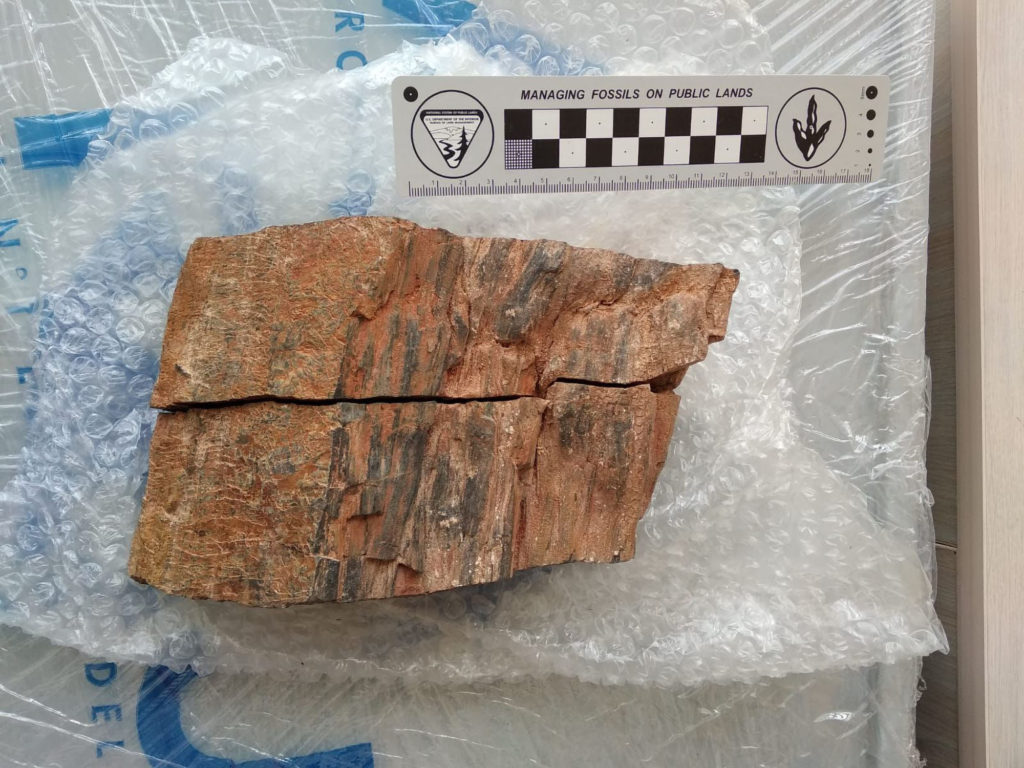 Treesy Come Treesy Go: Scientists Amazed As Stolen Cretaceous Trunk Is Returned 35 Years Later