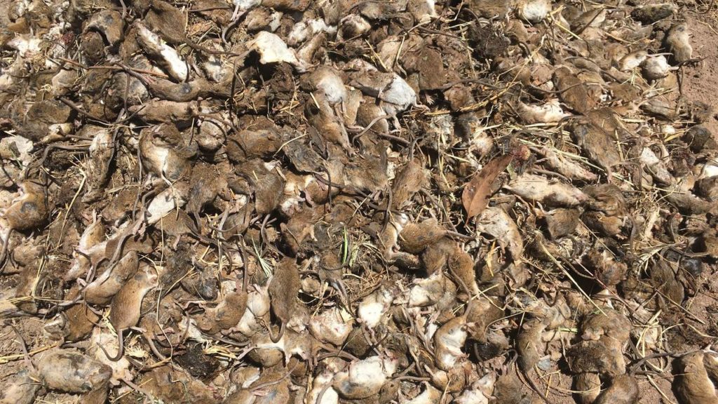 Australian State Farmers To Get $38m For Mouse Plague