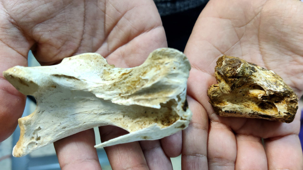 Giant Feathered Bird That Lived With The Very Last Of Europe’s Dinosaurs Is Found By Paleontologists