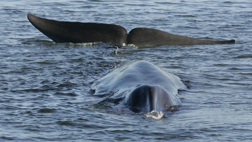 Warship Whale Horror: Navy Cruiser Rammed And Crushed Two Marine Giants