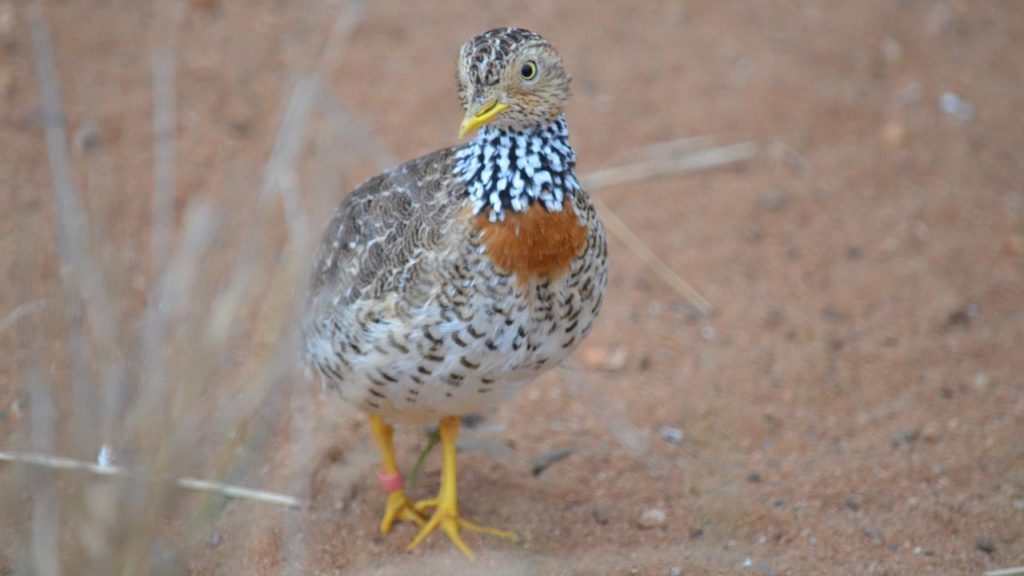 Laws Pose ‘major Environmental Harm’ Risk In Australia