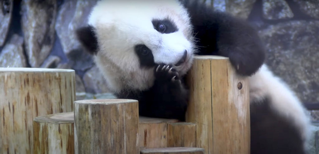 VIDEO: Bamboo-zled: Baby Panda Stumped By Climbing Logs