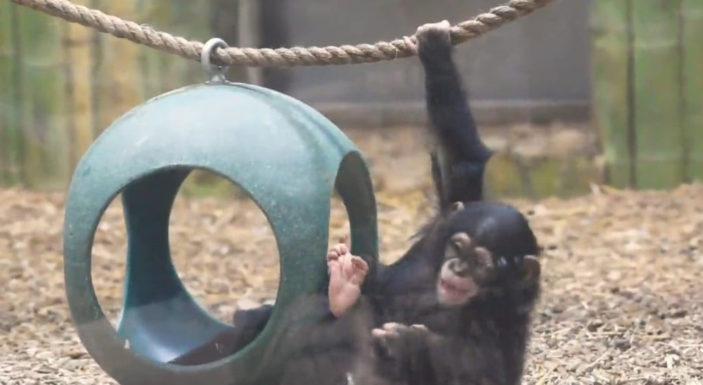 VIDEO: Chimpan-See: Baby Lola Desperate To Grab Pink Blanket That Caught Her Eye