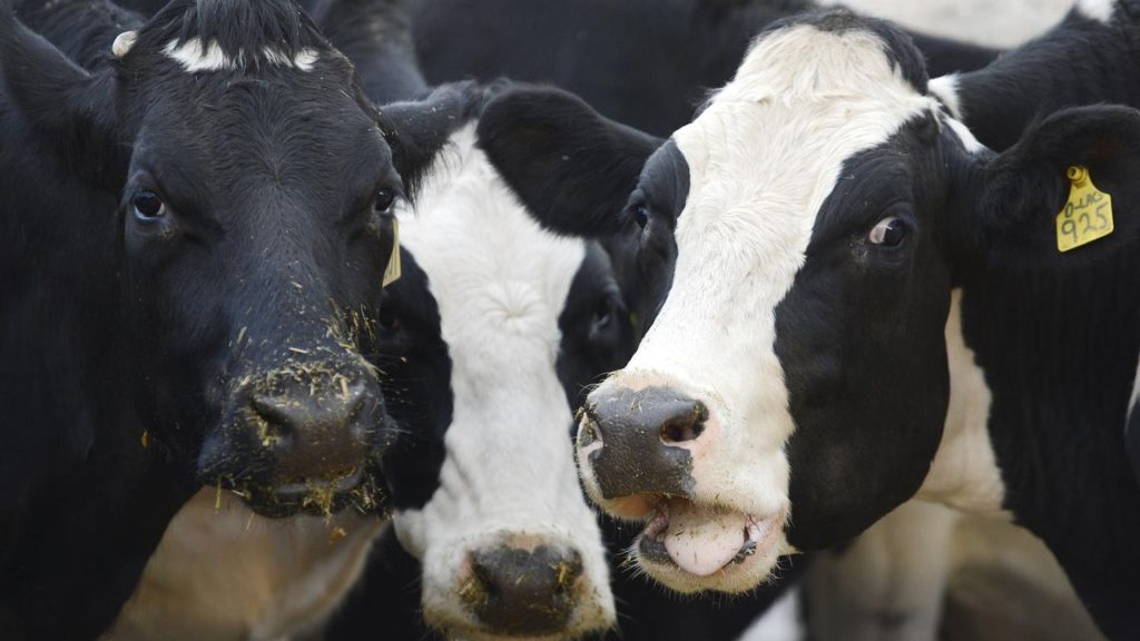 Australia’s New South Wales Dairy Farmers Still Struggling: Report