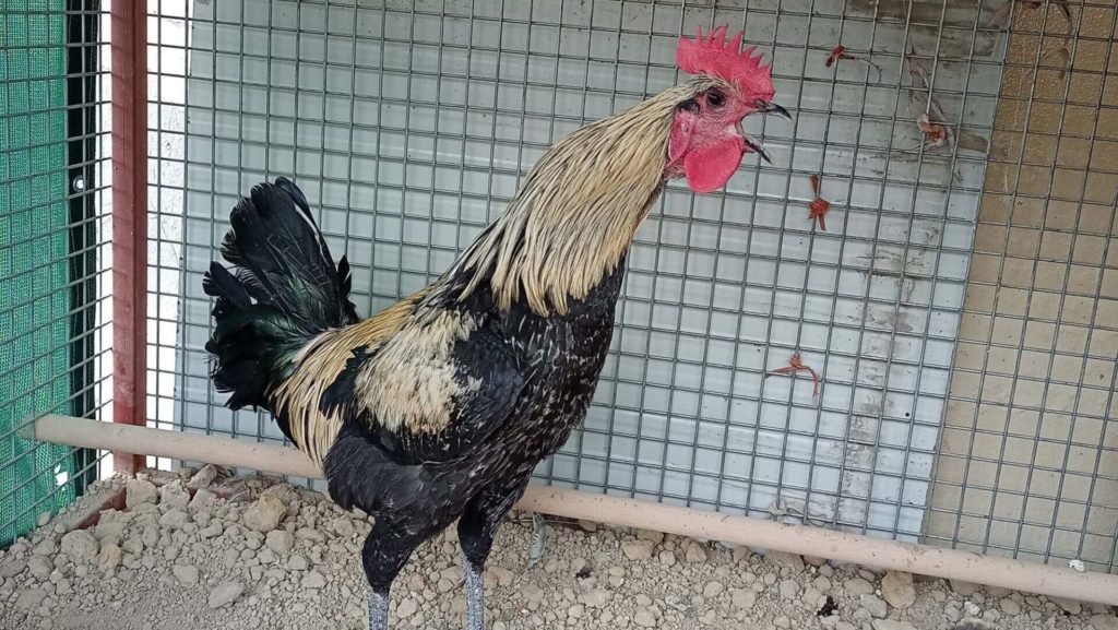 VIDEO: Cock-a-Doodle Don’t: World Tour Of Rooster Who Crows Until He Faints Canceled By COVID