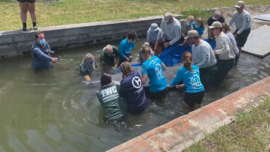 Wild Story: Rescued Manatee Freed After Recovering From Red Tide Illness