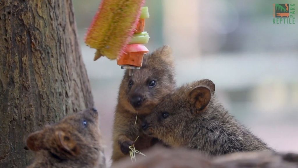 VIDEO: Adorable Scrub Wallabies Enjoy Their Lunch Treats