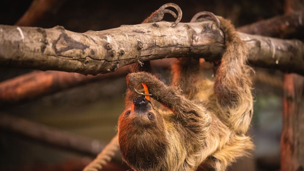 VIDEO: Slowing Down: Senior Sloths Move Into Their Retirement Home
