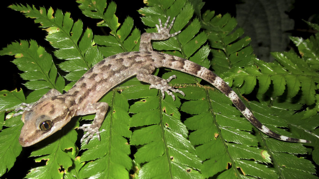 Gecko Species Named After Chiefdom Who Took On The Britishers In India