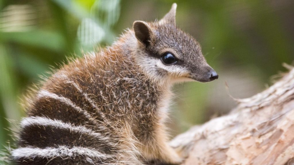 Bleak Future For Some Threatened Species In Australia, Say Activists